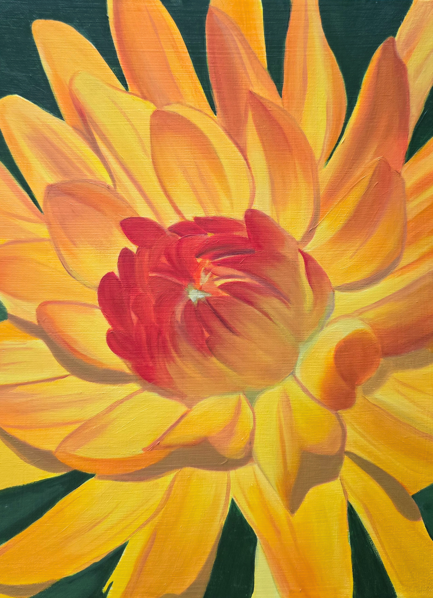 Yellow Dahlia