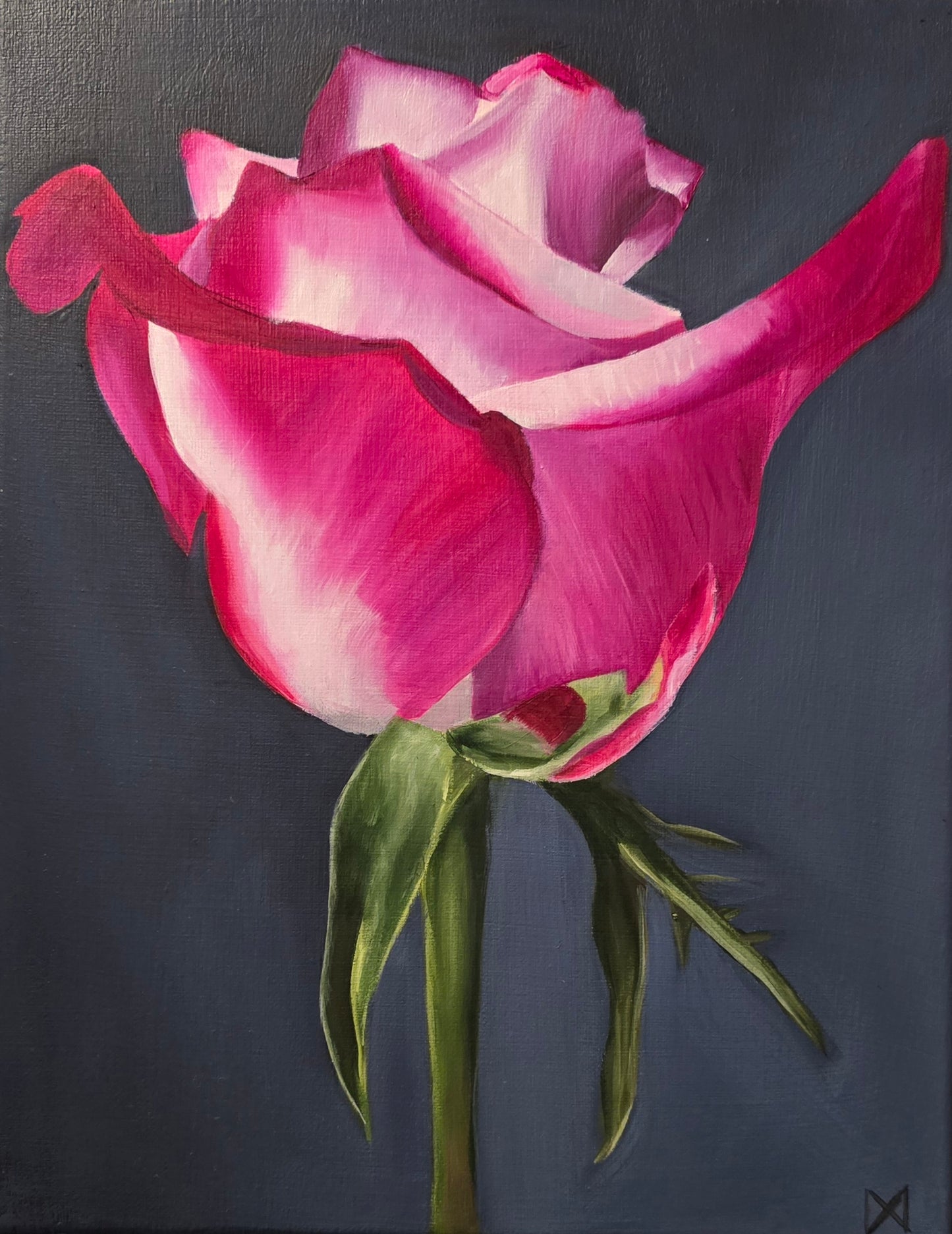 Pink and White Rose