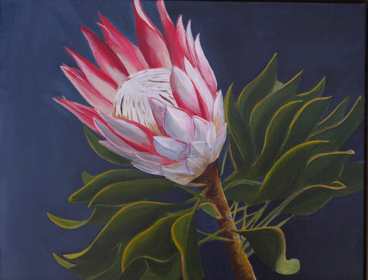 Protea 2